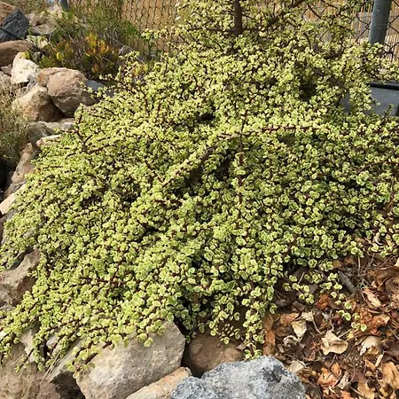 Casantilvia Heated Pool Paradise 아파트 아데제