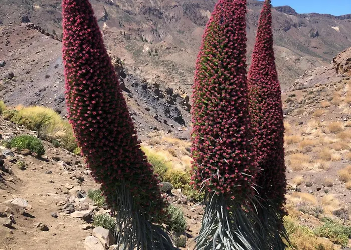 Casantilvia Heated Pool Paradise 아데제