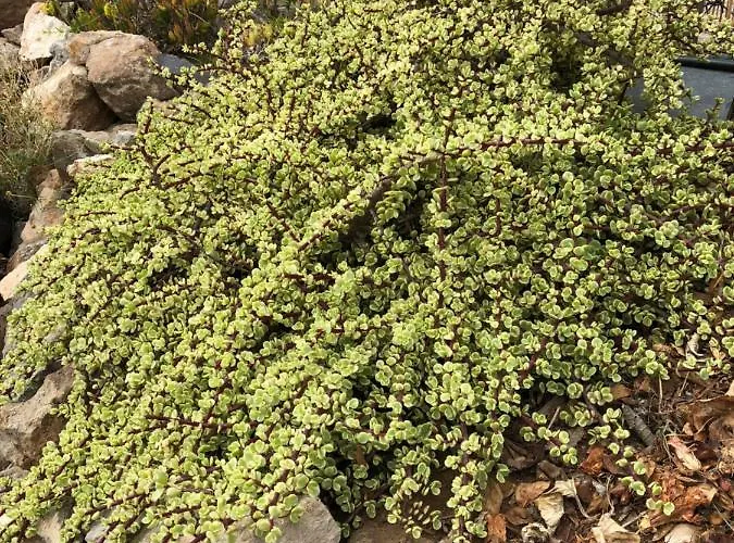 Casantilvia Heated Pool Paradise Διαμέρισμα Costa Adeje (Tenerife)